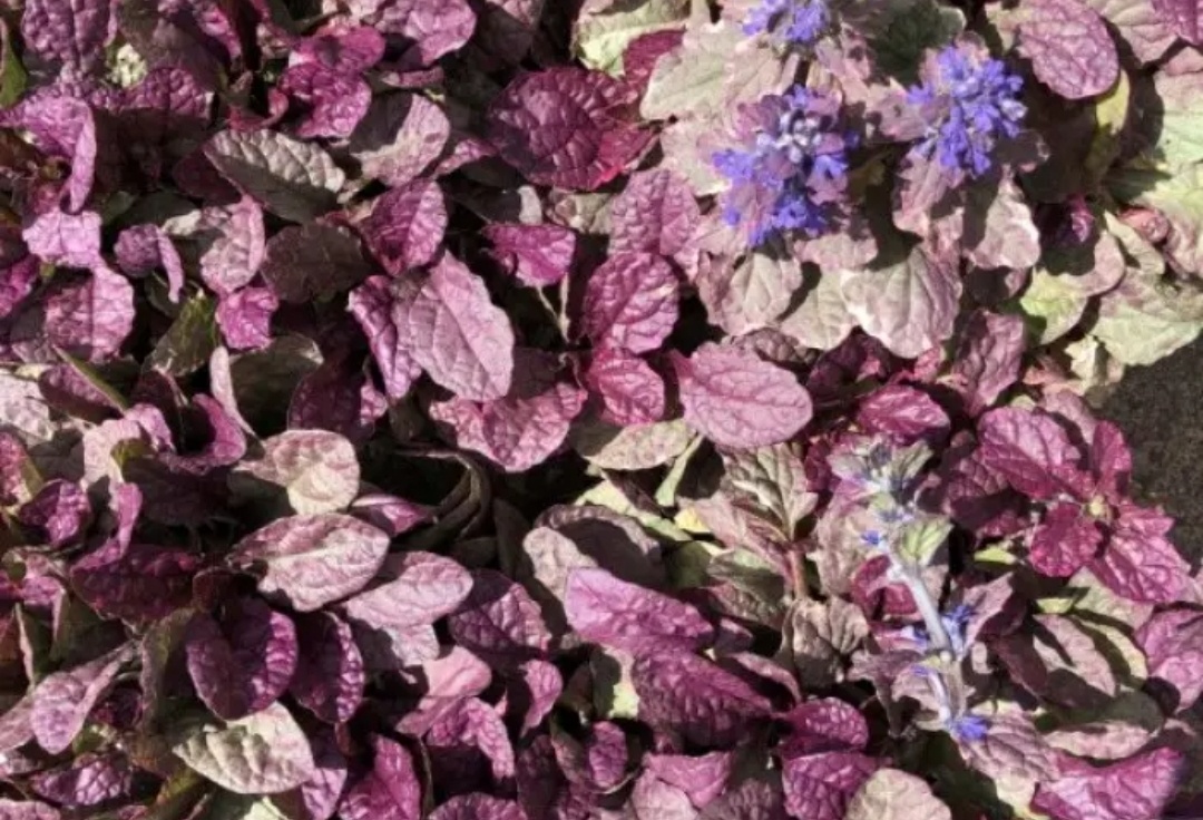 Бургунди Глоу внсной и осенью, при прохладной погоде