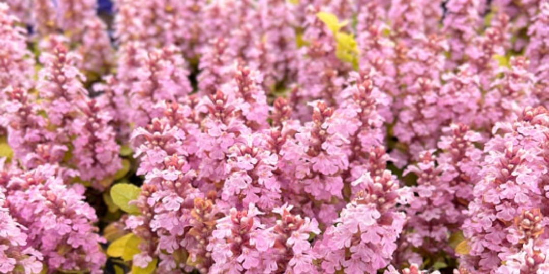 Цветущий ковер на долго! Живучка, сорта.