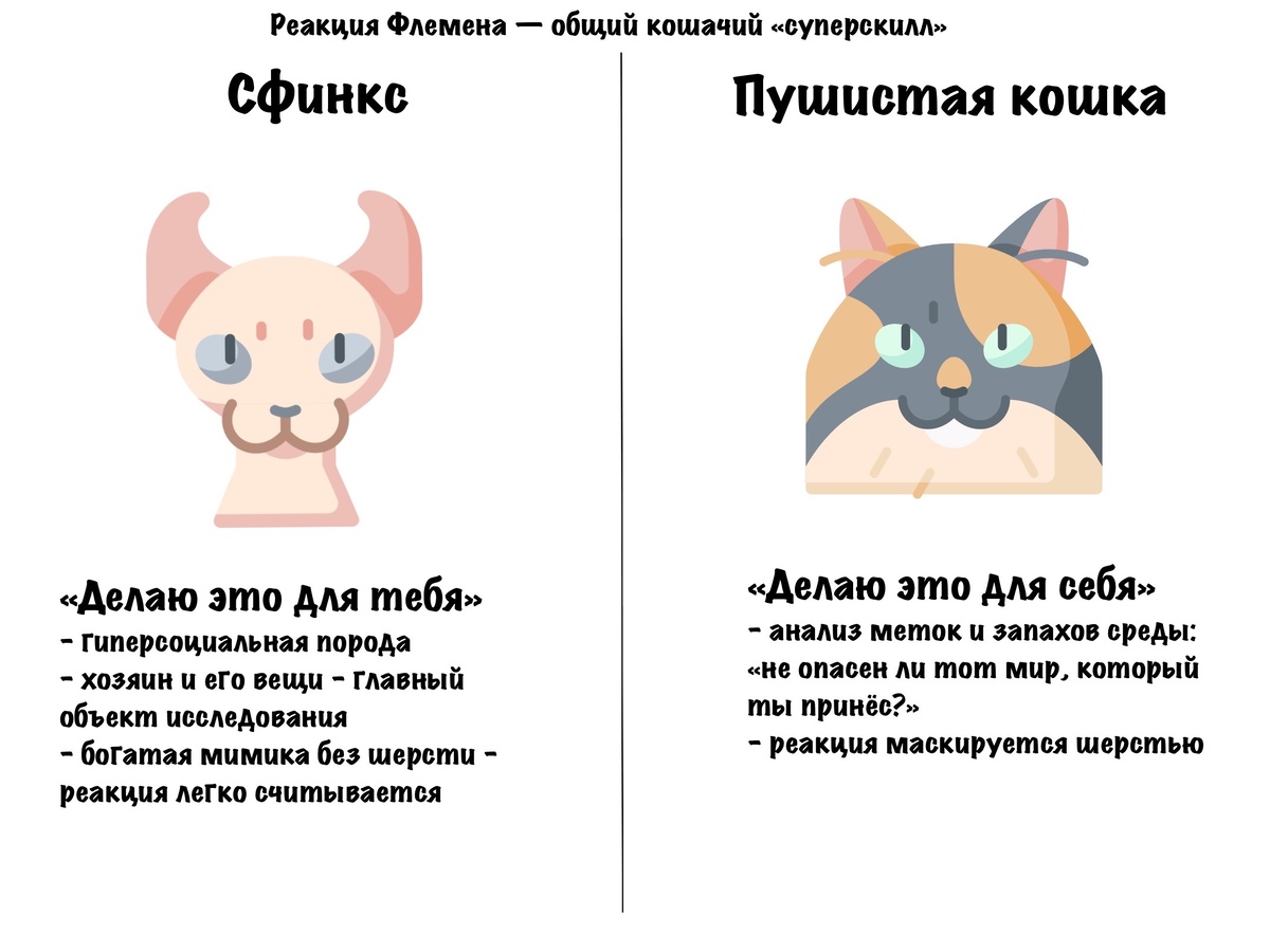 Разница в кошачьей мотивации при запуске реакции Флемена