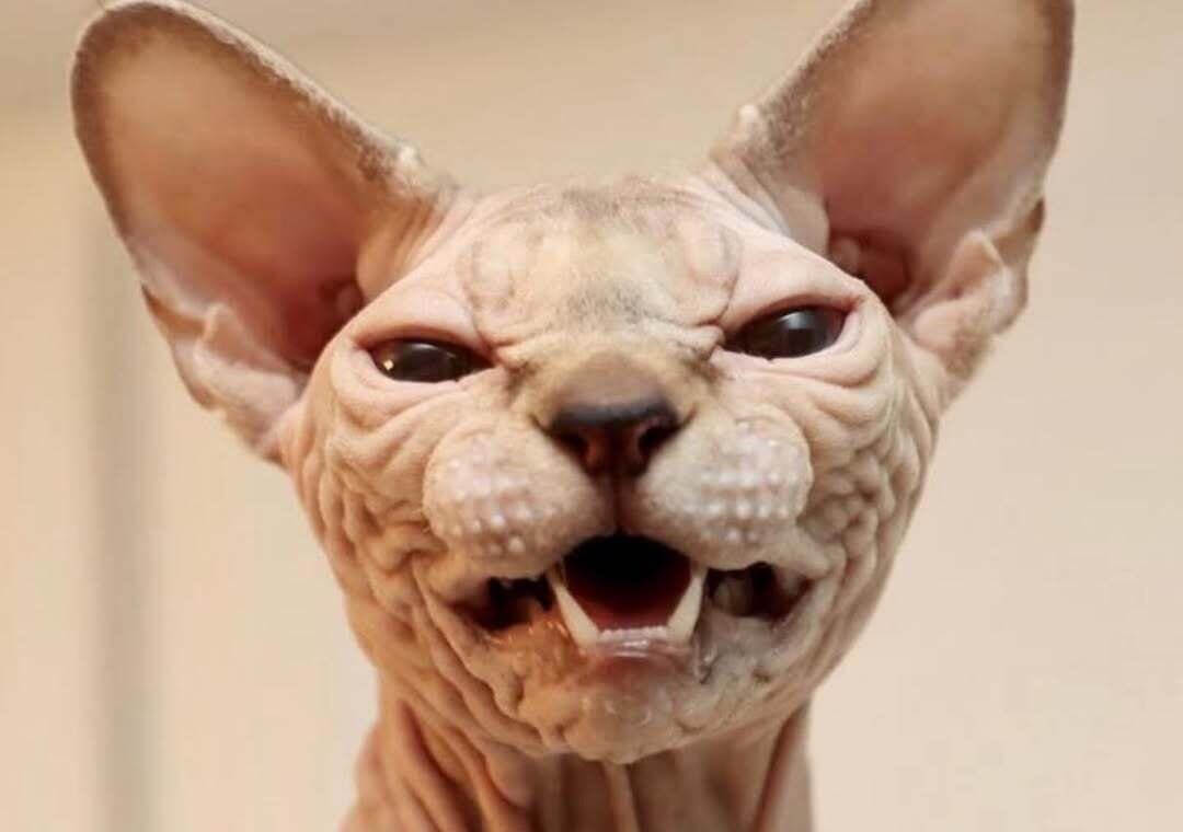 Реакция Флемена у сфинкса. Фото из интернета