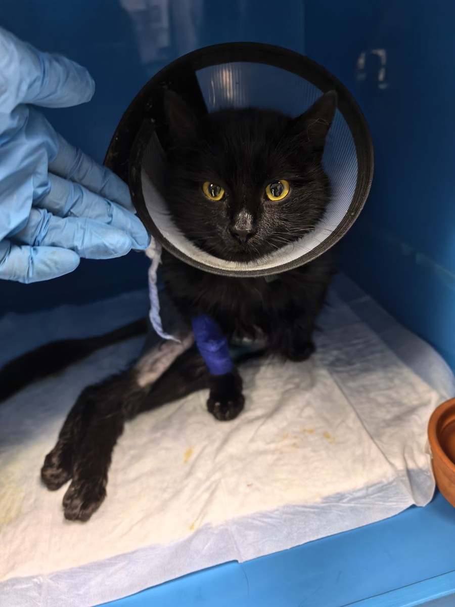 Черничка людей побаивалась, а нашей помошью первое время была не довольна. Она-то проблем в себе не видела, как и любая кошка. Фото из архива автора. 