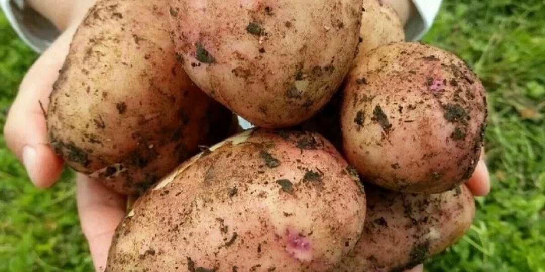 Довели до слез шикарной подкормкой картошки весной. Соседи завидуют, а я утираю слезы радости