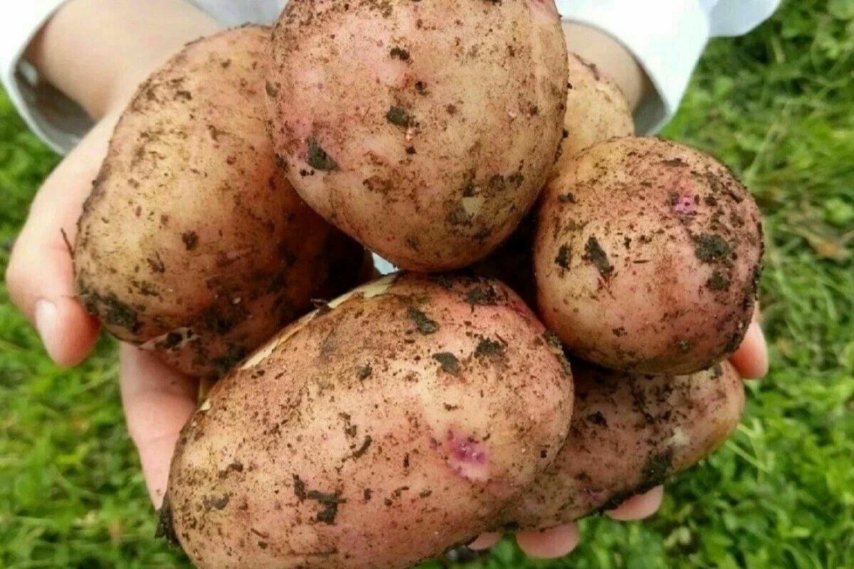 Отличная картошка