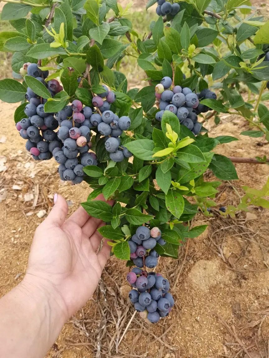 Для получения прекрасного урожая голубики необходимо создать благоприятные условия для формирования большой корневой системы. На фото ветка нашего куста голубики высокорослой, сорта Бригитта блю 4 лет.