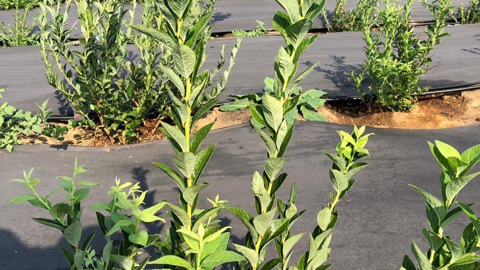 Посадка голубики