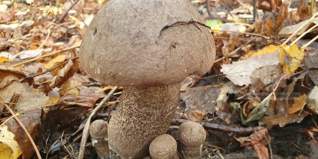 Подберёзовик твердоватый (Leccinum duriusculum)