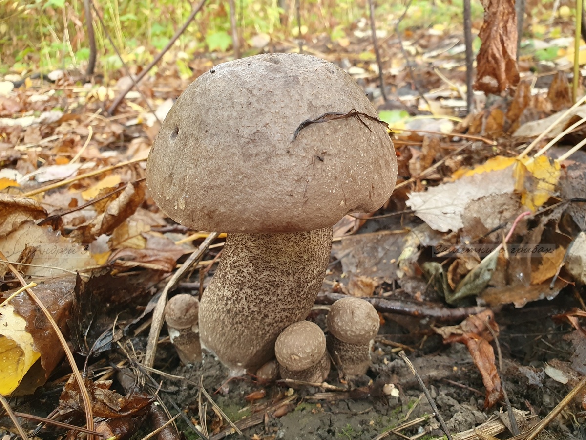Подберёзовик твердоватый (Leccinum duriusculum). Фото автора 02.10.2023