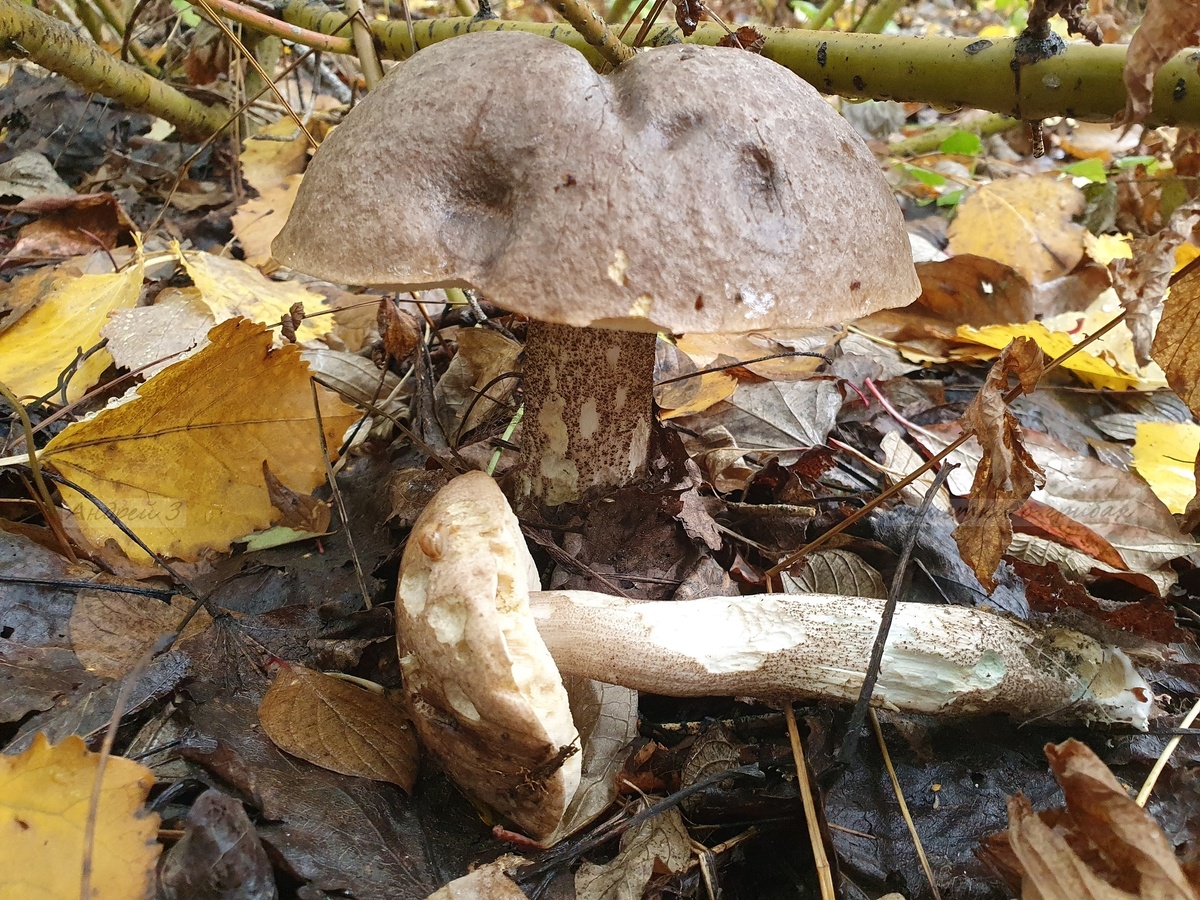 Подберёзовик твердоватый (Leccinum duriusculum). Фото автора 02.10.2023