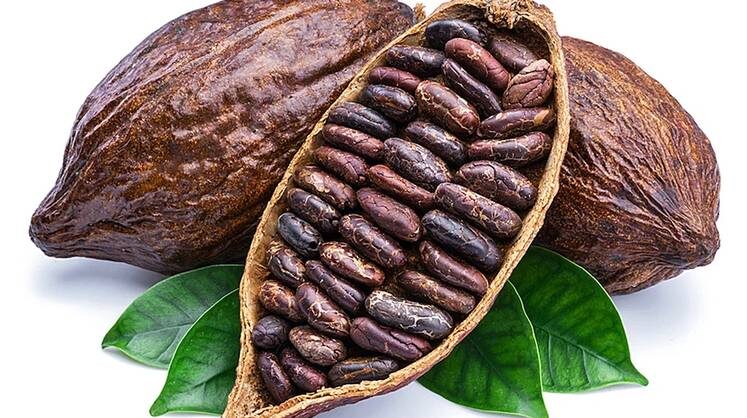     Фермеры Ганы пострадали из-за снижения цен на какао