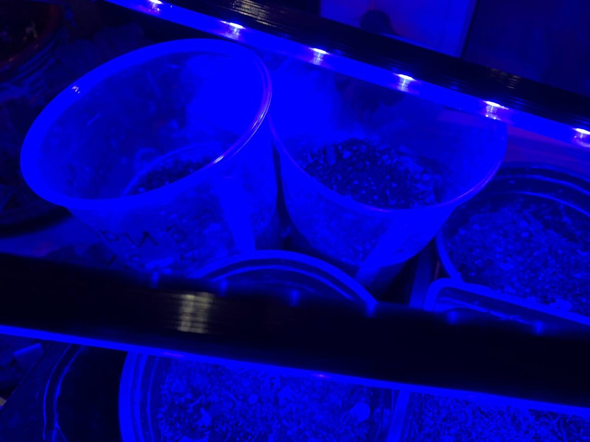 Под синей лампой рассада не вытянется. Фото автора