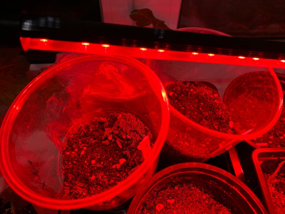 Красный спектр быстрее разбудит семена. Рассада будет вытягиваться. Фото автора 