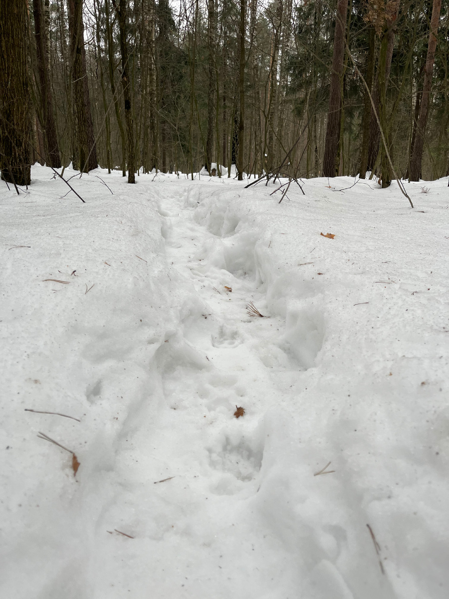 А мог бы пройтись по лесу, там тихо и спокойно