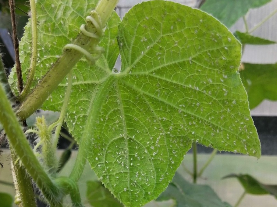 Белокрылка на тепличных огурцах. Фото: Shery-bei, irecommend.ru