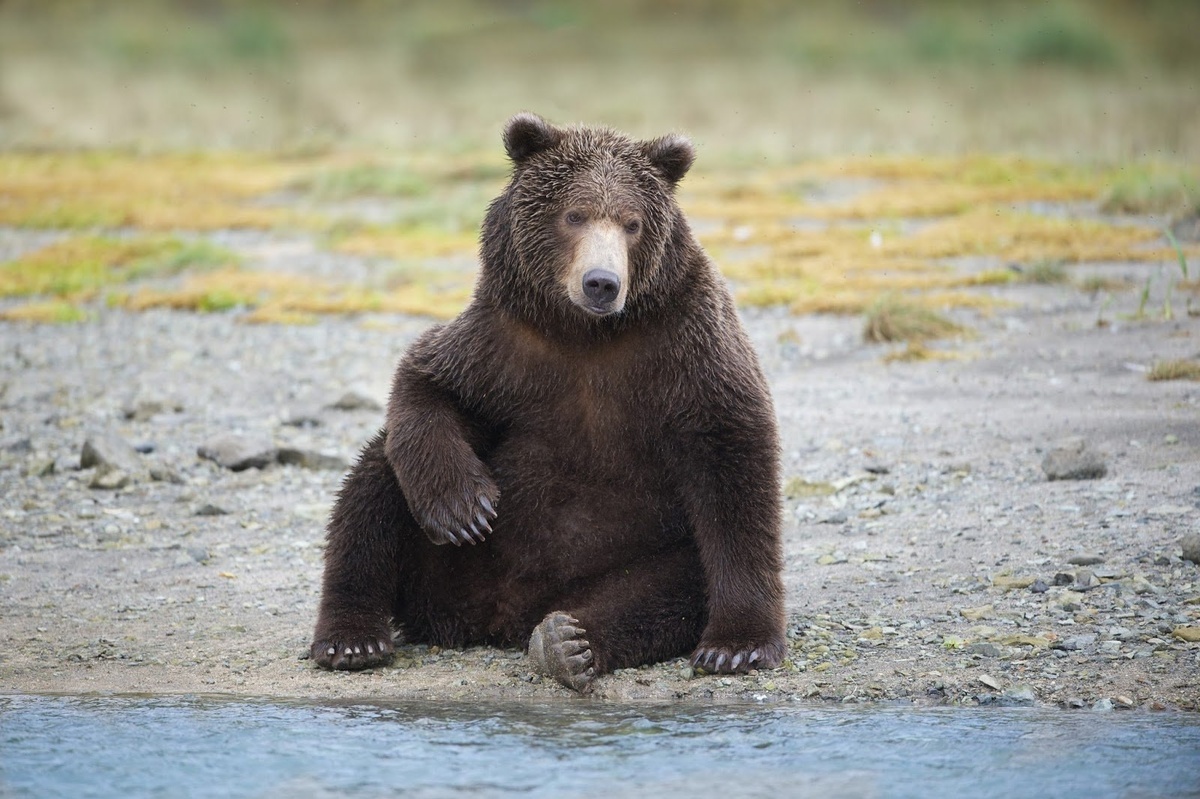 Нежный медведь (из инета)