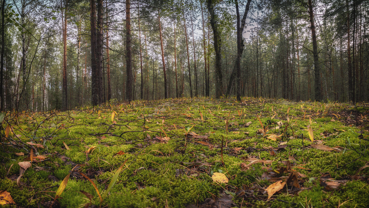 Моя фотография, снято на Canon eos R