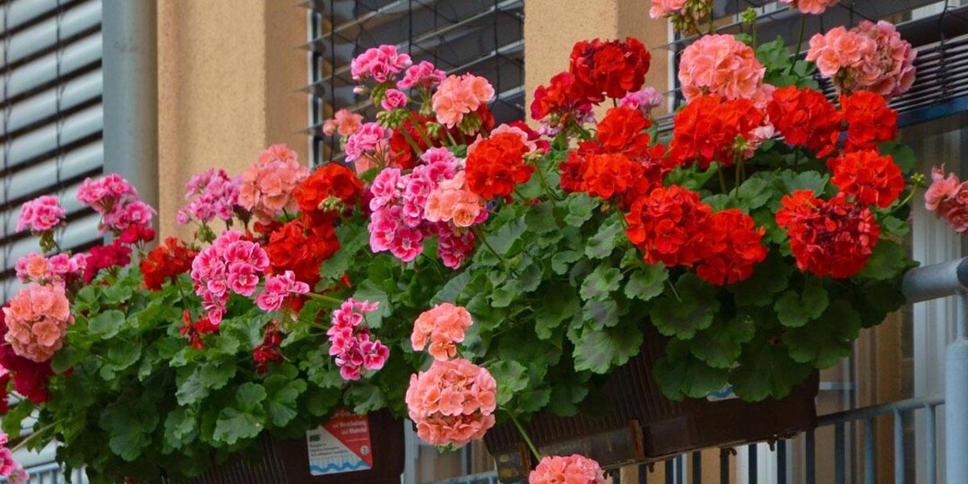 Февральское черенкование герани (пеларгонии): ваш красивый сад на подоконнике уже в мае