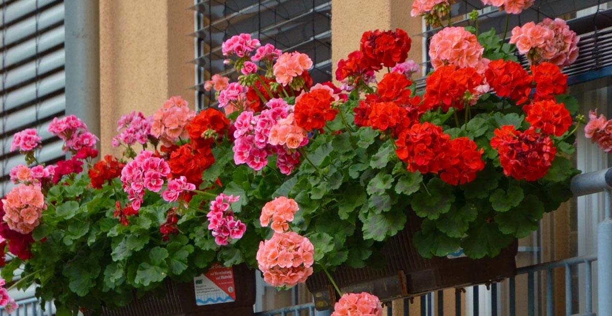 Цветущая герань украшает дом и дарит радость каждый день.