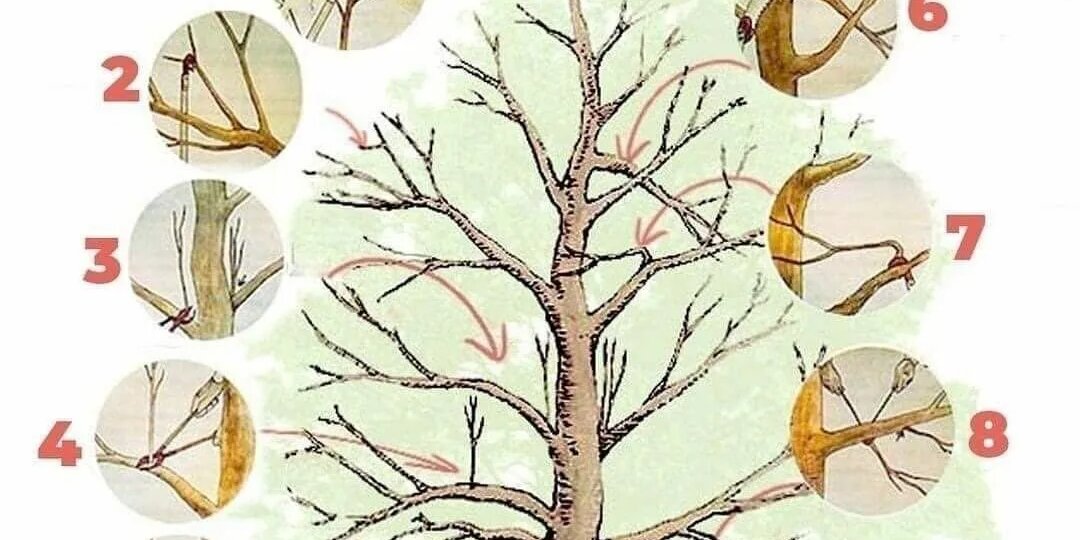 Общие принципы обрезки плодовых деревьев: как не навредить, а помочь