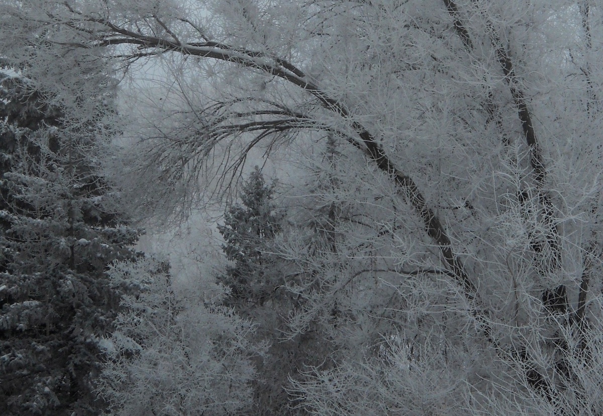 Сказочный лес Фото из личного фотоархива