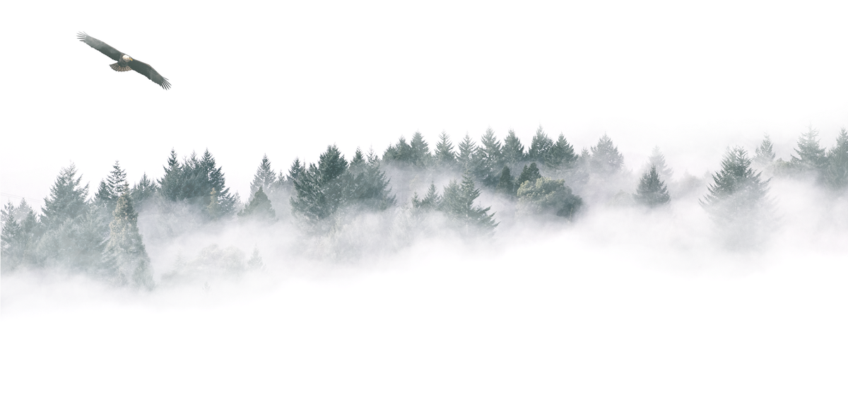 Туман Картинка из свободных источников