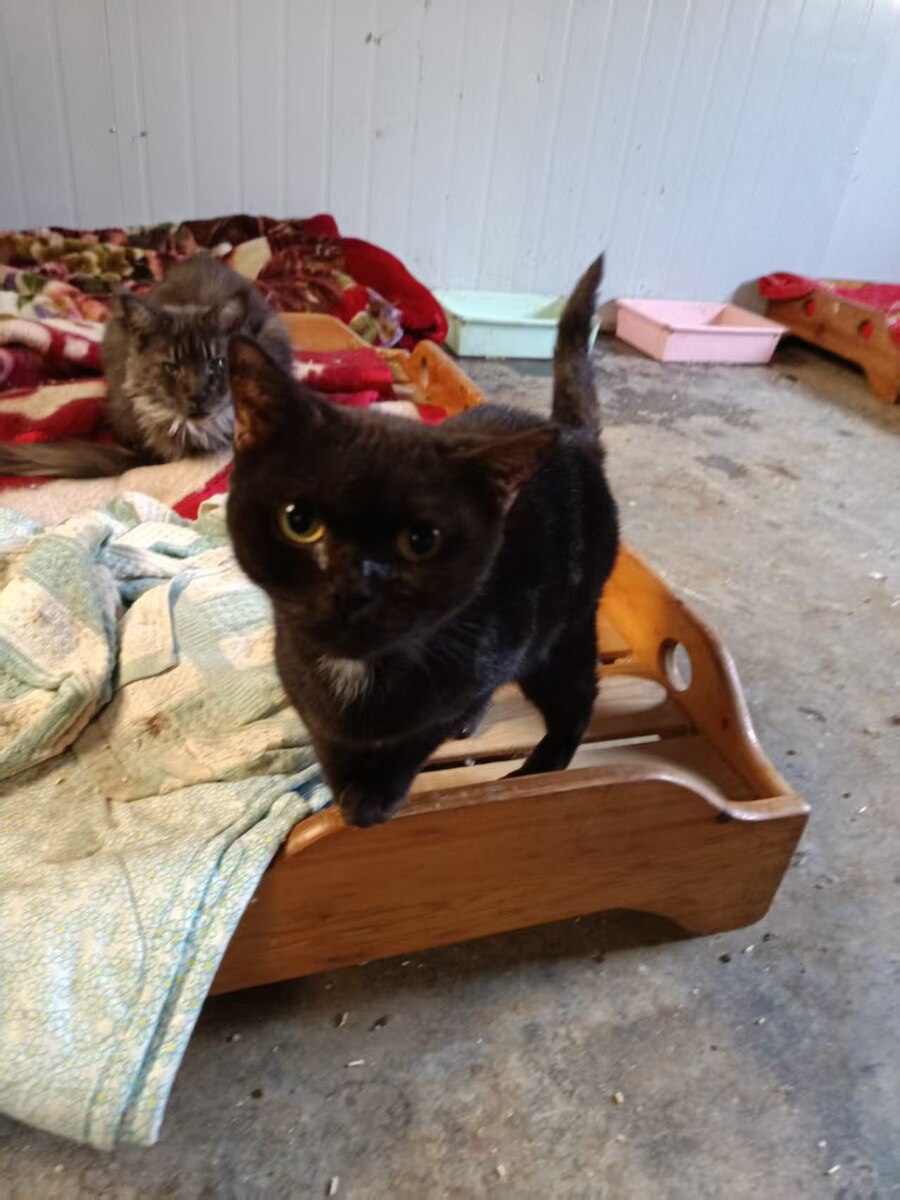 Кошечки в приюте