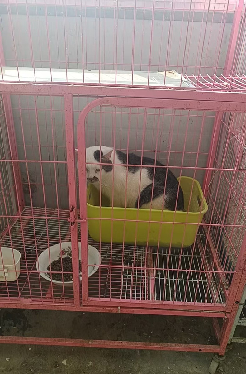 Котик Сюн мао в лотке