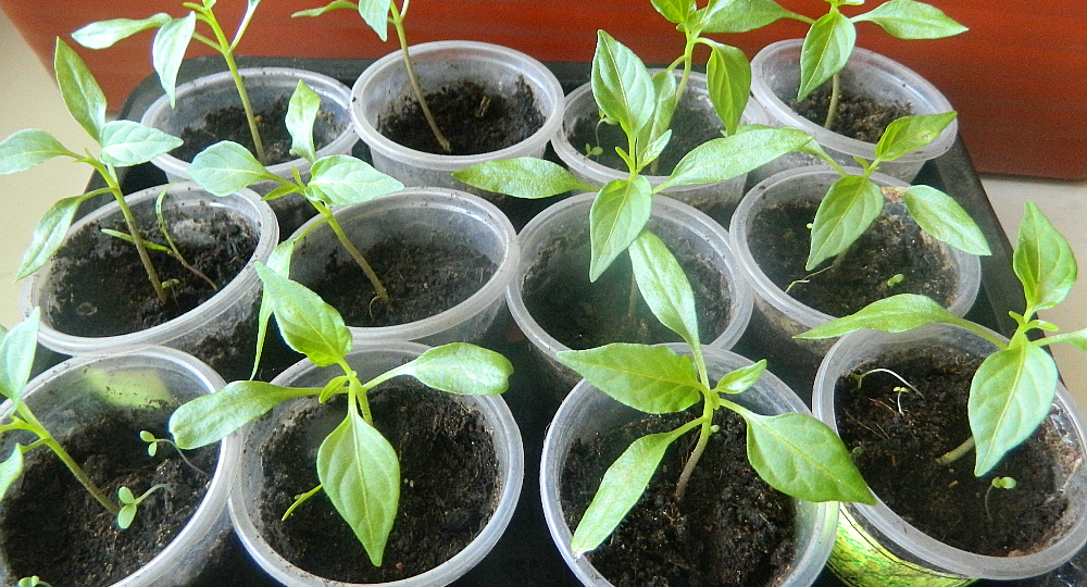 Когда сеять перцы в феврале. И какие ошибки лучше не допускать при выращивании рассады