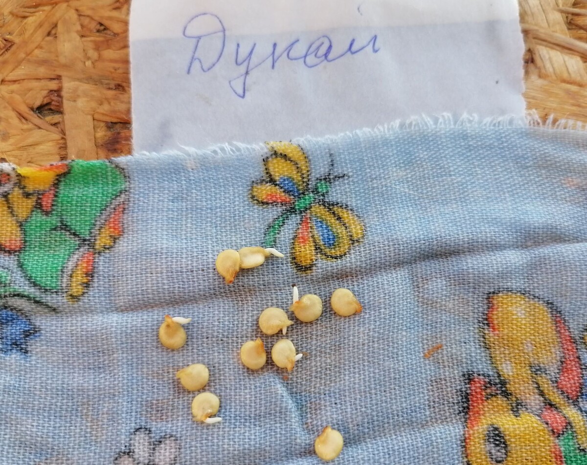 семена уже проклюнулись - срочно сеять