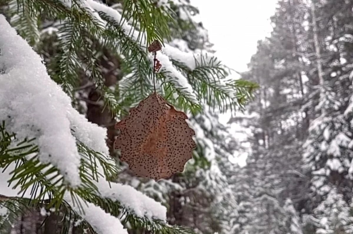    9 февраля на Алтае потеплеет до нуля