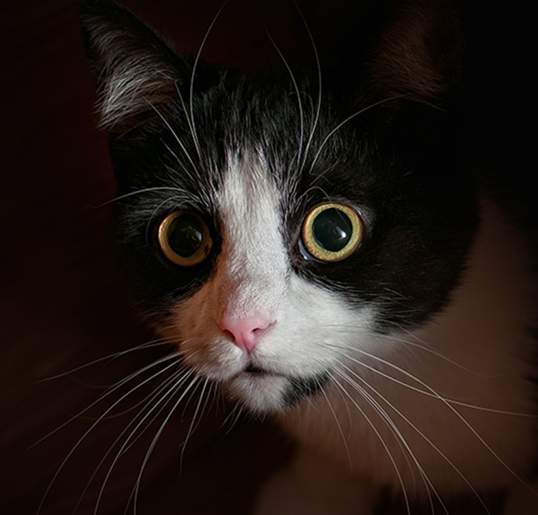 -Мам, отнеси меня домой! У них тут зоопарк какой-то!