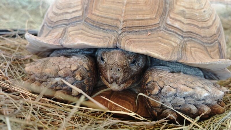    Шпороносные черепахи Барнаульский зоопарк