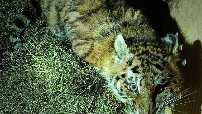     Тигренок-сирота Центр «Амурский тигр»