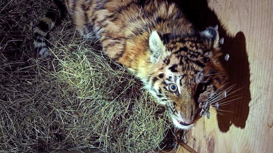    Фото: Управление охотничьего хозяйства Правительства Хабаровского края