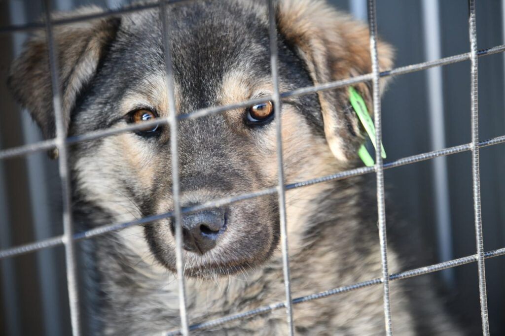   Фото: Администрация Читы