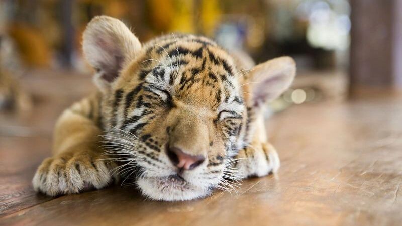    Фото: Iryna Kalamurza/Shutterstock/Fotodom