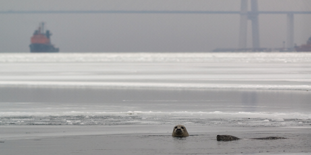 На Токаревский маяк, часть 2. Животные