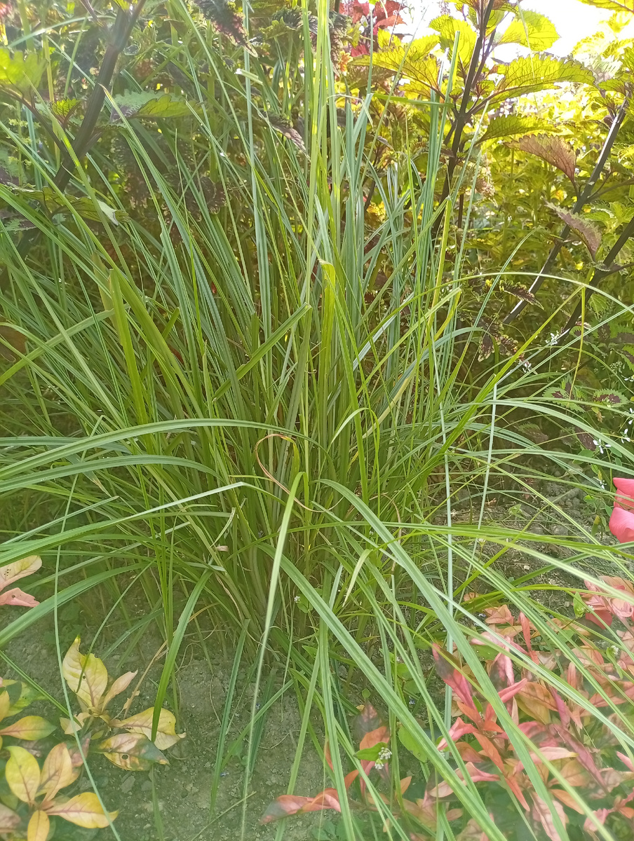 Вот такой красивый куст получается