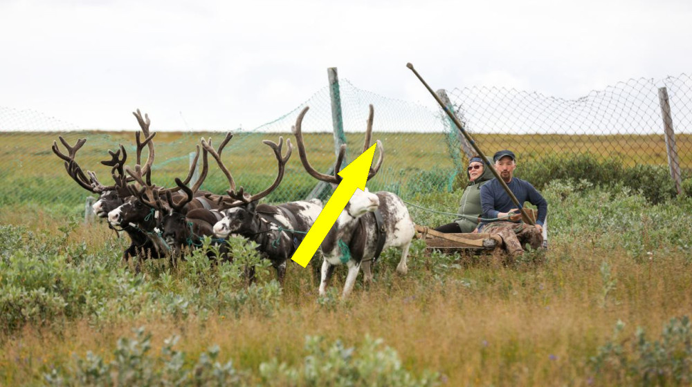    Что скрывает исчезающее оленеводство и куда пропадает главная ценность тундры