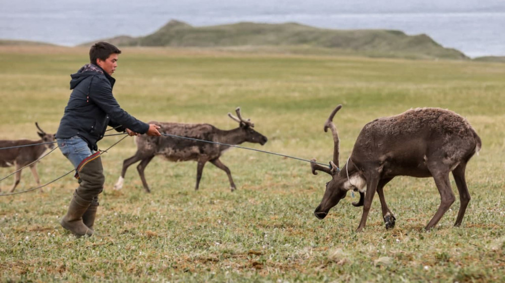    Что скрывает исчезающее оленеводство и куда пропадает главная ценность тундры