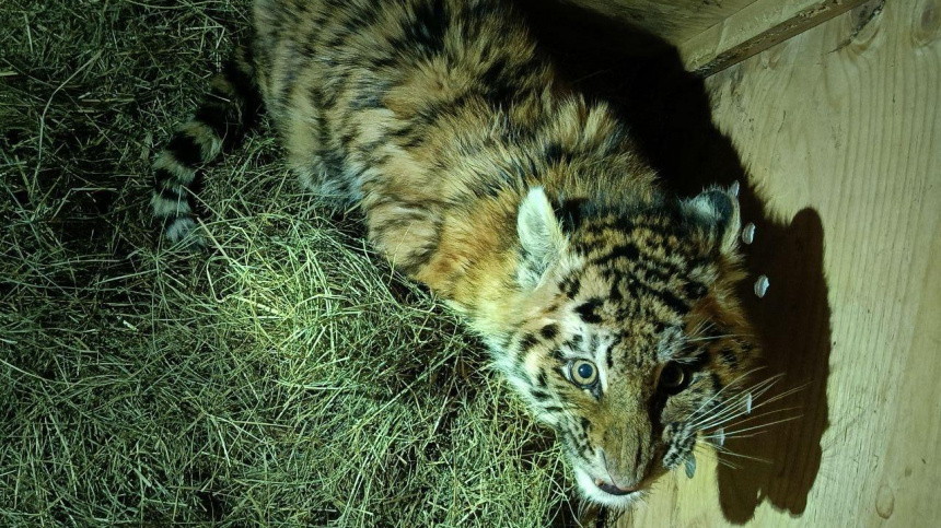    Фото: Telegram/Управление охотничьего хозяйства Правительства Хабаровского края/upr_ohota27