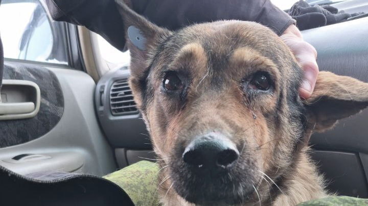 Инвалид отдал пенсию за возврат своей отловленной собаки в Хабаровске