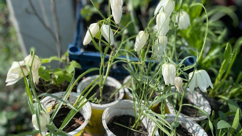     Рассада. Предоставлено altapress.ru