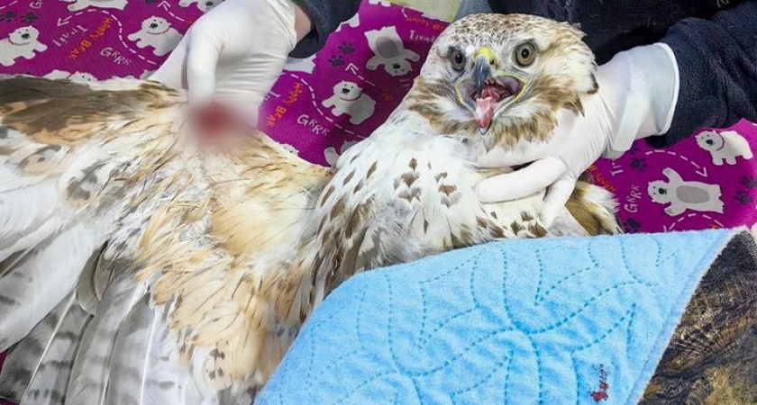    Фото из телеграм-канала “Иркутский зоопарк”