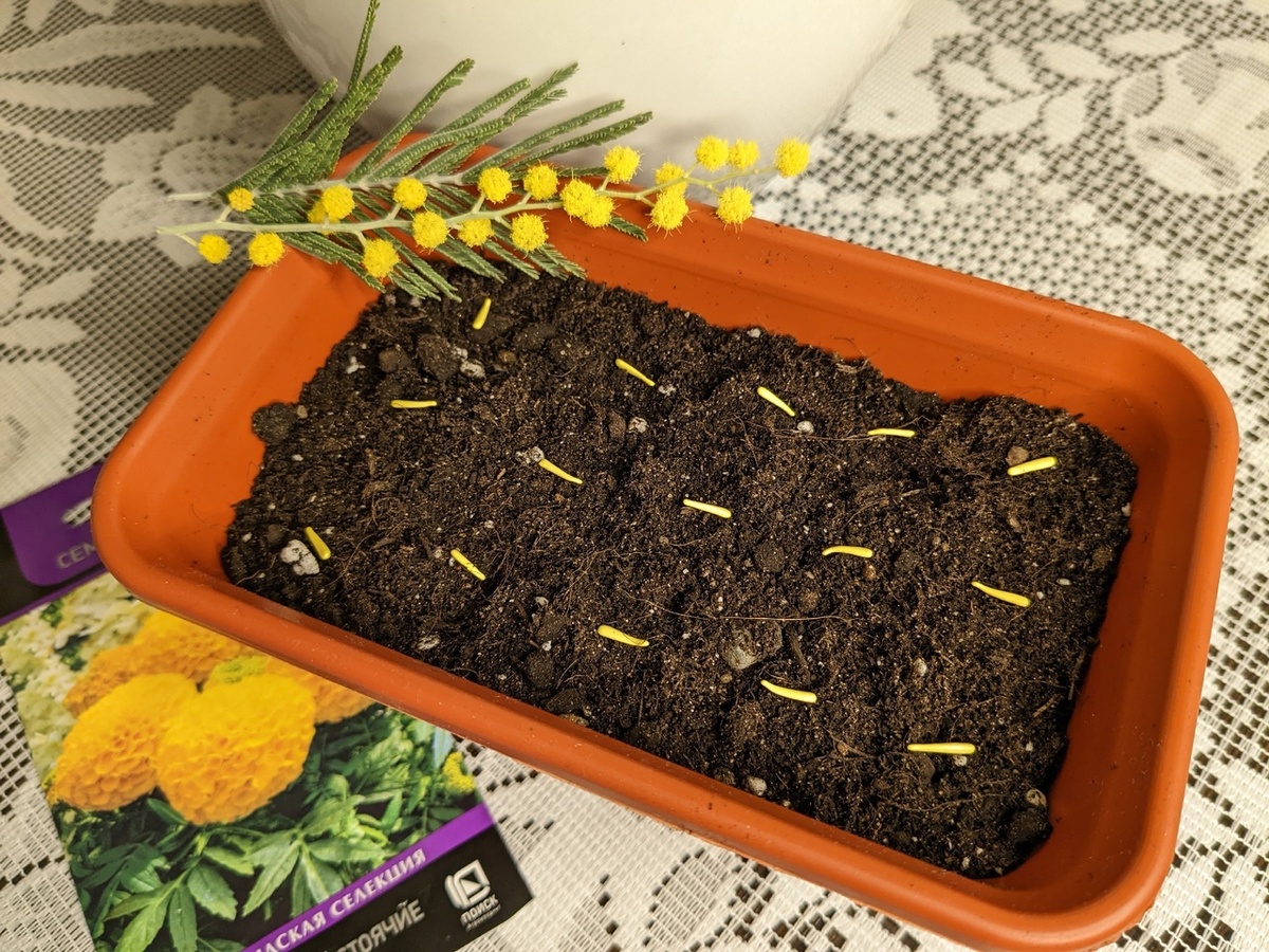 Посев бархатцев