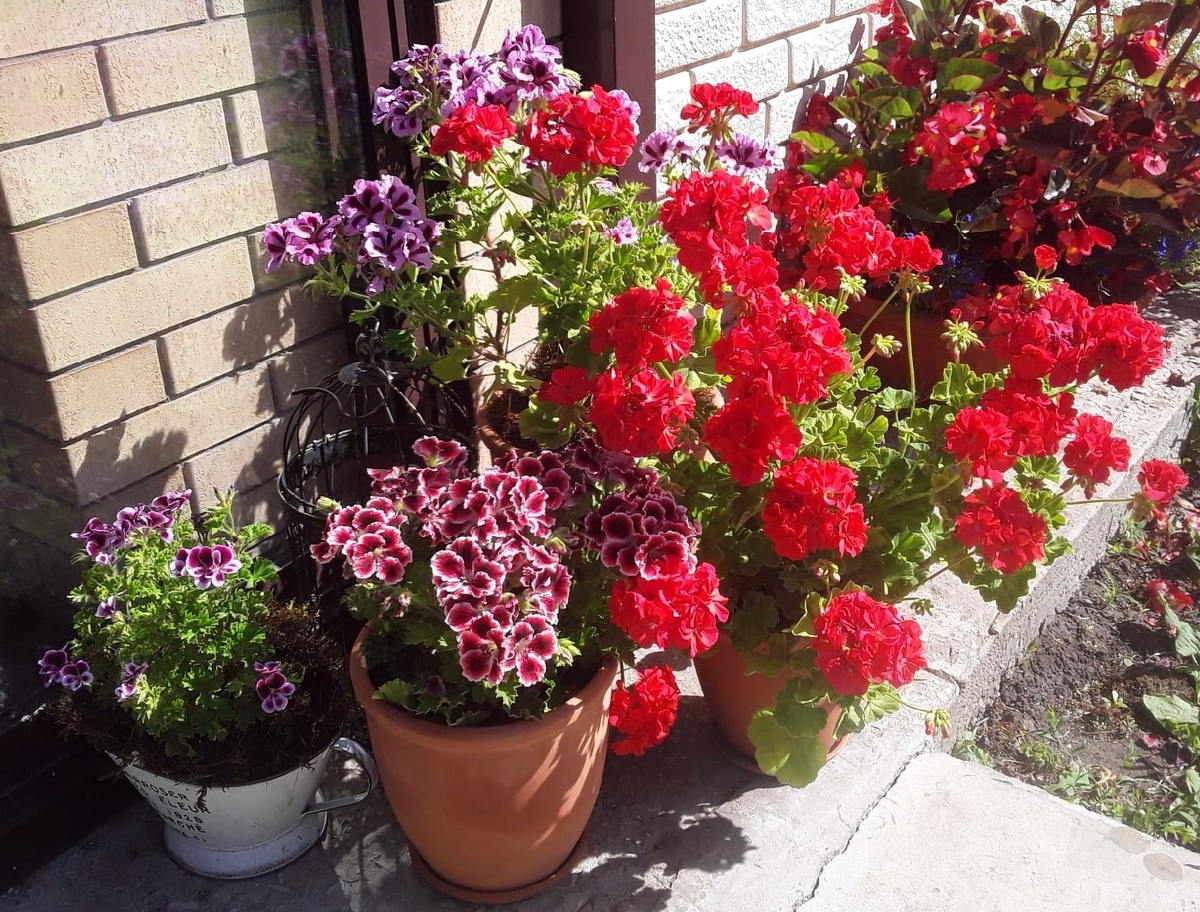 Куст обычной зональной пеларгонии без названия, которому уже лет пять, а всё ещё хорош