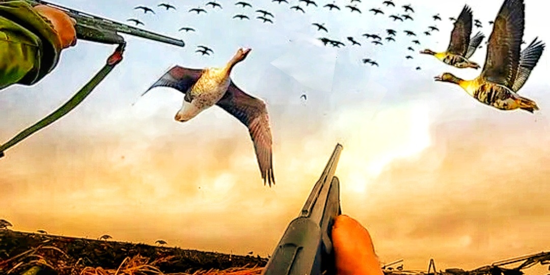 📌Какими номерами дроби добывать гуся?Какие патроны использовать на гусиной охоте?