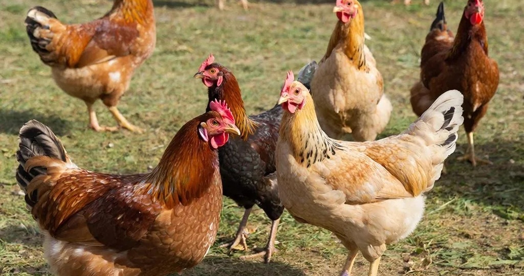 Сколько лет живут куры