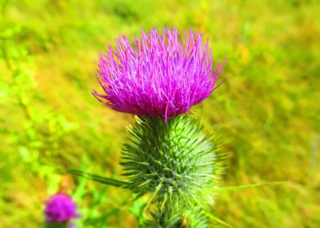 Яндекс. Чертополох.