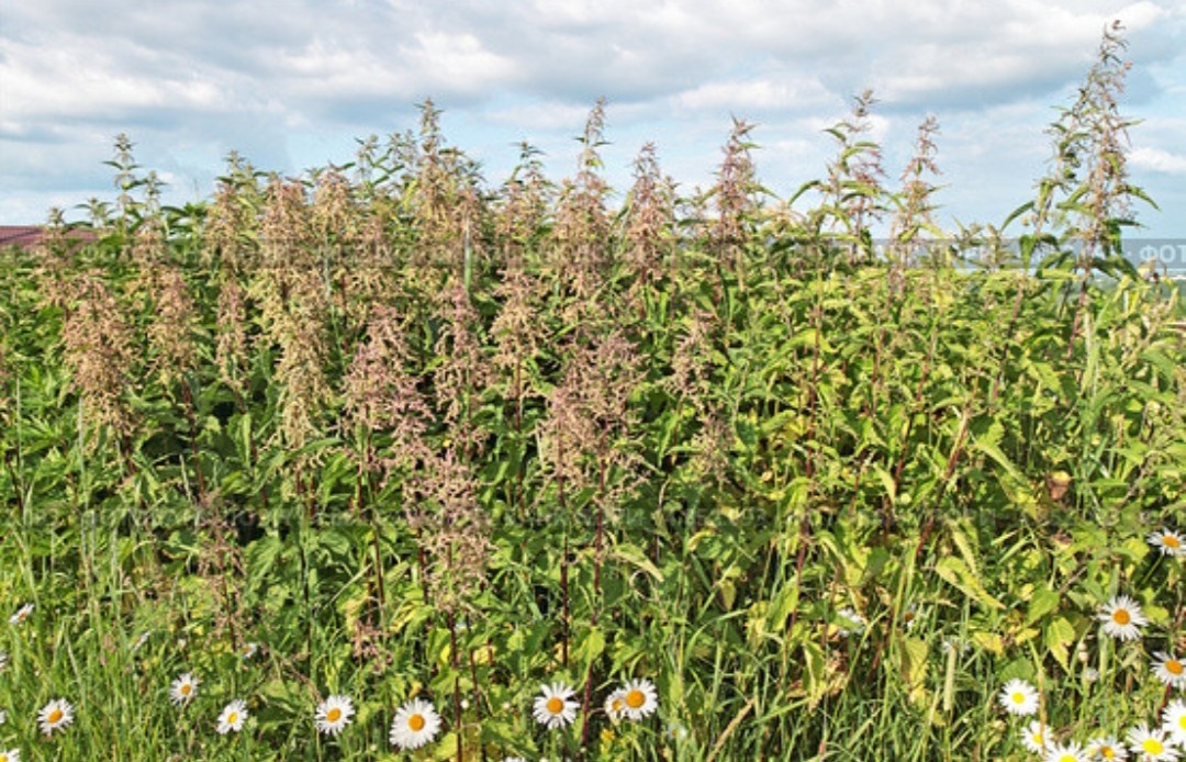 Яндекс. Крапива.
