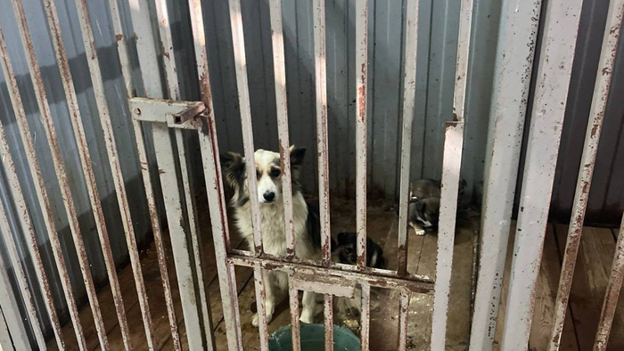    Фото: t.me/prok_omsk